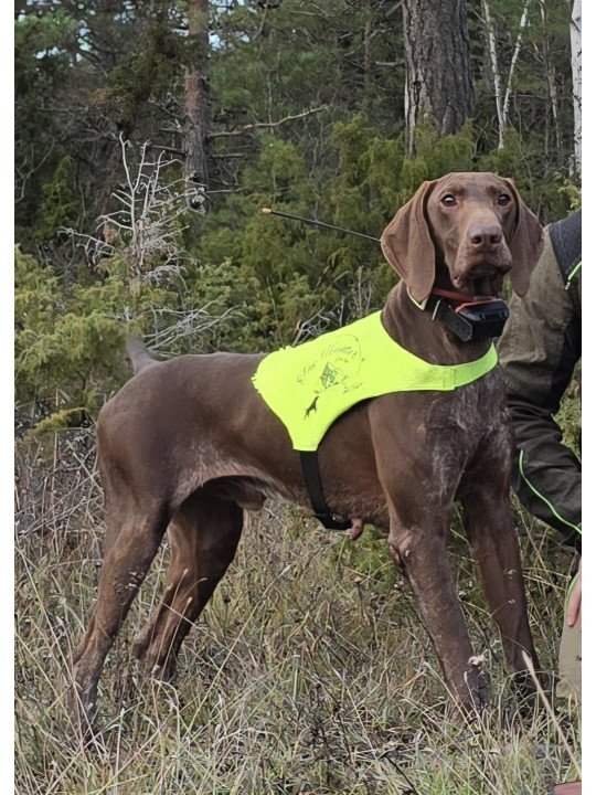 PETTORINA ALTA VISIBILITA' THE HUNTER PET FOOD  GIALLO FLUO