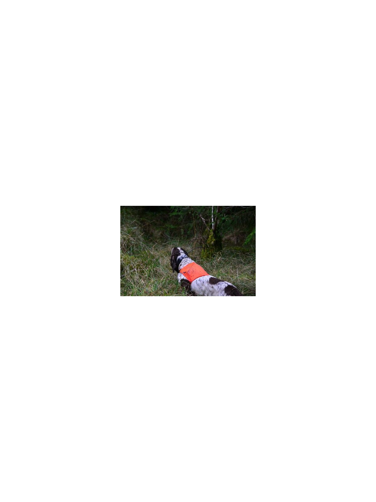 PETTORINA ALTA VISIBILITA' THE HUNTER PET FOOD  COLOR ARANCIO FLUO