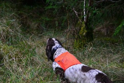 Pettorina alta visibilità su cane